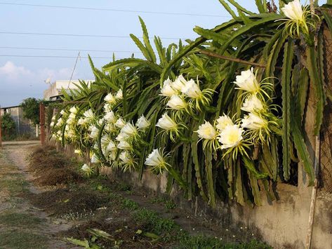 Thanh Long, Fruit Wine, Dragon Fruit, Tin, Wine, Fruit, Plants, Anime