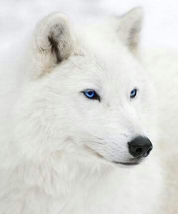 White wolf Wolf With Blue Eyes, Regard Animal, Wolf Love, Wolf Pictures, Beautiful Wolves, Wolf Spirit, Wild Dogs, White Wolf, Wolf Pack