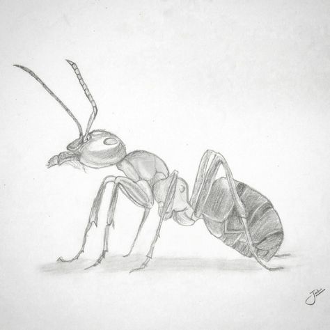 Ant Drawing, Ant Art, Artist Photography, Photography Artwork, Ap Art, Drawing Artist, Pencil Sketch, Art Drawings Sketches, Drawing People