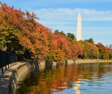 Fall Washington Dc, Washington Dc Aesthetic Fall, Washington Dc Autumn, Washington Dc In Fall, Fall In Washington Dc, Fall In Dc, Dc Aesthetics Washington Dc, Dc In The Fall, Washington Dc Aesthetic