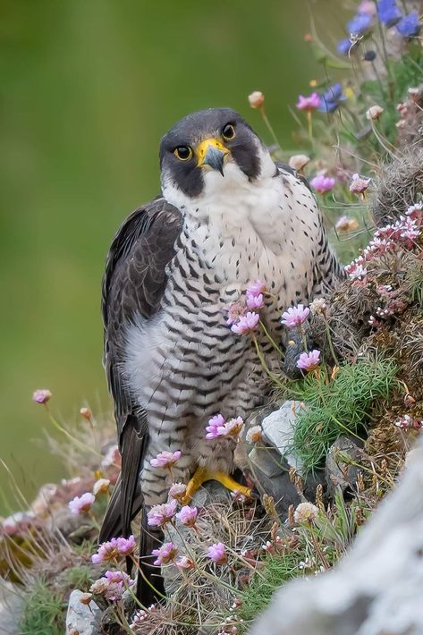 Peregrine Falcon Photography, Peregrine Falcon Aesthetic, Friend Vibes, Falcon Art, Totem Animals, Raptors Bird, Hawk Bird, Tattoo Reference, Peregrine Falcon