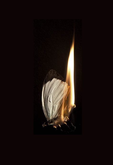 Butterfly On Fire, Matt Collishaw, Burning Butterfly, Mat Collishaw, Flower Fire, Burning Flowers, Pomegranate Flower, Candle Images, From Series