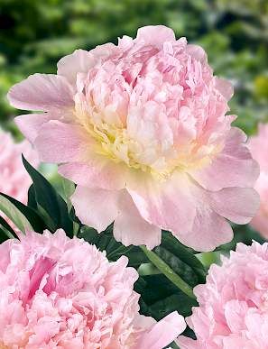 Paeonia | Raspberry Sundae Peony Field, Peony Varieties, Flowers By Color, Planting Peonies, Paeonia Lactiflora, Peony Root, Hosta Gardens, Flowers To Paint, Flower Farming