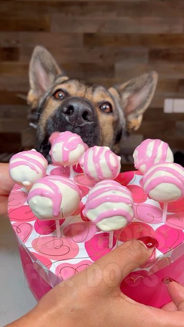 JADE, JASPER & JET ♡ on Instagram: "Cake Pop Recipe For Dogs 🍰🍭 - Full video on Facebook/YouTube (link in bio) #dog #dogs #dogrecipe #gsd #germanshepherd" Dog Cake Pops For Dogs, Cake Pops For Dogs, Dog Cake Pops, Dog Homemade, Animal Ideas, Instagram Cake, Cake Pop Recipe, Dog Cakes, Dog Cake