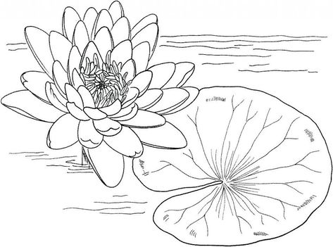 Lily Coloring Pages - Best Coloring Pages For Kids Water Lily Drawing, Yellow Water Lily, Lilies Drawing, Monet Water Lilies, Lotus Art, Flower Collage, Cat Air, Flower Coloring Pages, Printable Crafts