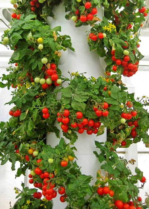 Vertical planters, with ideally direct watering from top, would break the platitude of a flat garden with no trees Juice Plus Tower Garden, Strawberry Tower, Eating Fresh, Gardens Ideas, Herb Garden Design, Tower Garden, Vertical Gardens, Tomato Garden, Hydroponic Gardening