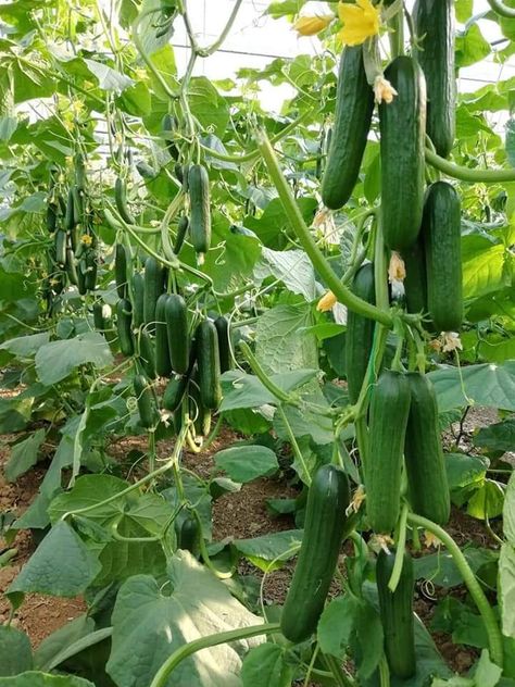 Cucumber Farming in polyhouse - step by step Guide 5 Salad Recipes Cucumber, Cucumbers And Onions In Vinegar, Cucumbers Recipes, Cucumber Garden, Cucumber Water Recipe, Cucumber Salad Recipes, Recipes Cucumber, Cucumber Snacks, Cucumber Cocktail