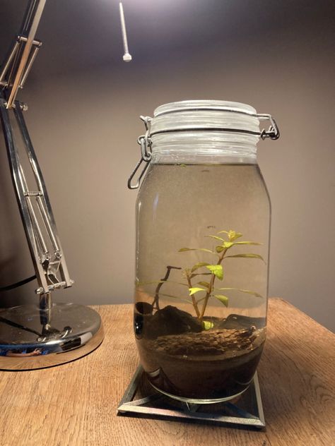 Ecosphere Diy Mason Jars, Plant Ideas Indoor, Indoor Plant Hacks, Eco Jar, Plant Room Aesthetic, Bowl Aquarium, Indoor Plant Ideas, Aesthetic Plant, Indoor Plants Styling