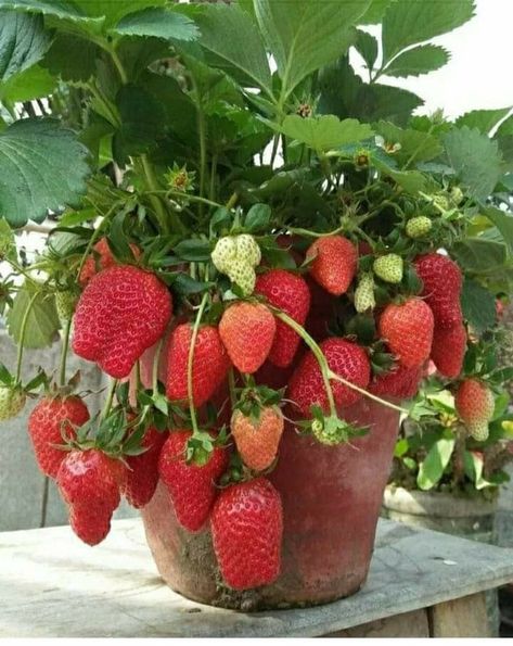 Types Of Berries, Fruit Bearing Trees, Strawberry Seed, Growing Strawberries, Fruit Wallpaper, Strawberry Plants, Fruit Seeds, Vegetable Garden Design, Fruit Plants