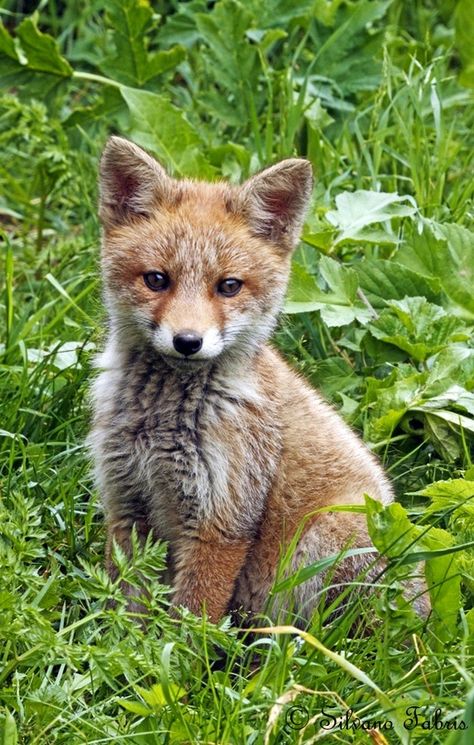 . Fox Kit, Young Fox, Wild Kingdom, Wildlife Photos, Wild Dogs, Baby Fox, Cute Fox, Woodland Creatures, Sweet Animals