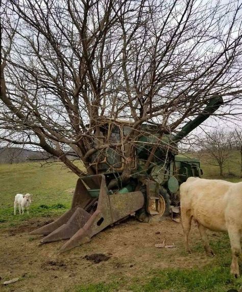 John Deere Pictures, Farm Humor, Weird Trees, Random Objects, Bizarre Pictures, Farmall Tractors, Picture Tree, For The Last Time, John Deere Equipment