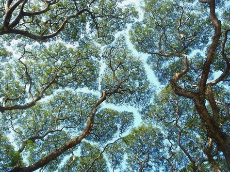 crown shyness: the uppermost branches of certain tree species don't like to touch one another - Crown Shyness Trees. Crown Shyness, Backyard Canopy, Wedding Canopy, Forest Canopy, Tree Species, Belle Nature, Tree Canopy, Canopy Design, Photosynthesis