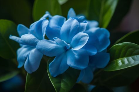 Blue Gardenia Flower Meaning, Symbolism & Spiritual Significance Gardenia Flower, Flower Meanings, Meant To Be, Spirituality, Flowers, Blue, Quick Saves