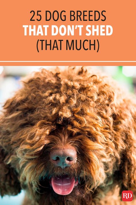 These dogs that don't shed a lot that won't leave fur on your furniture and clothes. Plus, find out what "hypoallergenic dogs" really means. #pets #dog #dogs #pethair #shedding Dogs That Don't Shed, Dogs That Dont Shed, Non Shedding Dog Breeds, Dog Breeds That Dont Shed, Non Shedding Dogs, Spanish Water Dog, Wheaton Terrier, Hypoallergenic Dog Breed, Irish Water Spaniel