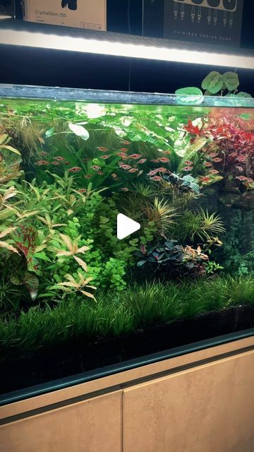 Quan Tran on Instagram: "🔥 Unreal looking dutch style aquascape by @dearden.darcy at @bespokeaquariums . Loving the dense plant growth and the schooling Rasbora Hengeli. #plantedtank #dutchaquarium #aquascape #localfishstore" Dutch Style Aquascape, Dutch Style, Aquascaping, Plant Growth, How To Plan, Plants, On Instagram, Instagram