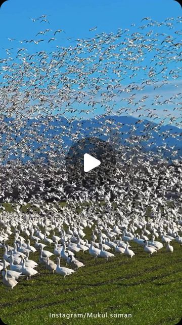 Snow Geese, Bird Videos, Skagit Valley, Snow Goose, Winged Creatures, Amazing Friends, Arctic Circle, Algarve Portugal, White Bird