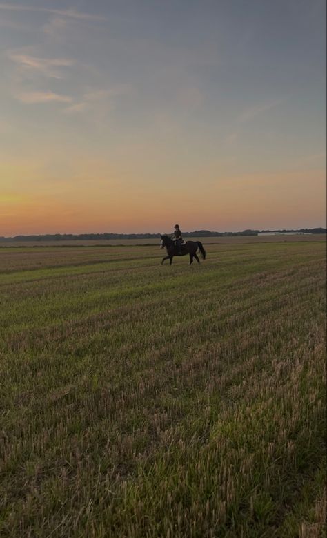 Horse Back Riding Asethic, Owning A Horse Aesthetic, Riding Aesthetic, Horse Riding Aesthetic, Equestrian Aesthetic, Types Of Horses, Horse Aesthetic, Equestrian Life, Horse Life