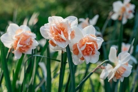 Narcissus 'Delnashaugh' (Double Daffodil) Planting Daffodil Bulbs, Pink Daffodils, Daffodil Day, Rabbit Garden, Narcissus Flower, Daffodil Bulbs, White Petals, Plant Problems, Spring Flowering Bulbs