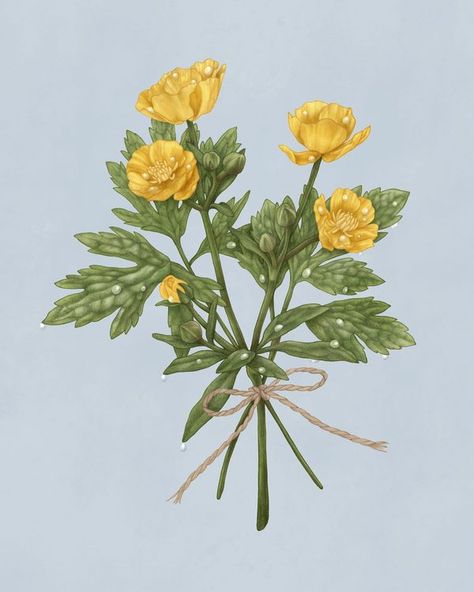 Buttercup illustration by Hayley Purdy  botany botanical floral flower art wildflower bouquet Buttercup Illustration, Wildflower Bouquet, Floral Flower, Botany, Floral Flowers, Flower Art, Wild Flowers, Illustration Art, Flowers