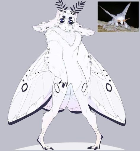 Moth Fursona, Cute Moth, Arthropods, Sketchbook Inspiration, Creature Concept, Magical Creatures, Creature Art, Dark Fantasy Art, Fantasy Character Design