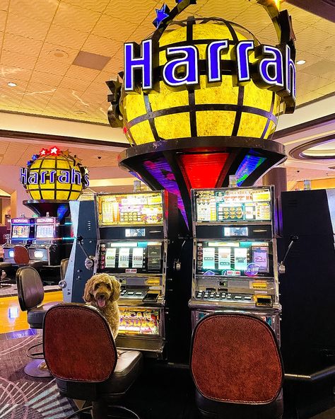 Harrah's Atlantic City on Instagram: “Mondays aren't so ruff when pups like this visit 🤩🎰 📸 @brodylouthegoldendoodle” Atlantic City Casino, Atlantic City, Casino, Travel, On Instagram, Instagram