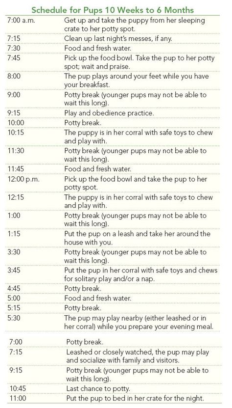 Puppy Schedule, Labrador Yellow, Puppy Training Schedule, Puppy Time, Puppies Tips, Dog Clippers, Easiest Dogs To Train, Potty Training Puppy, Puppy Training Tips