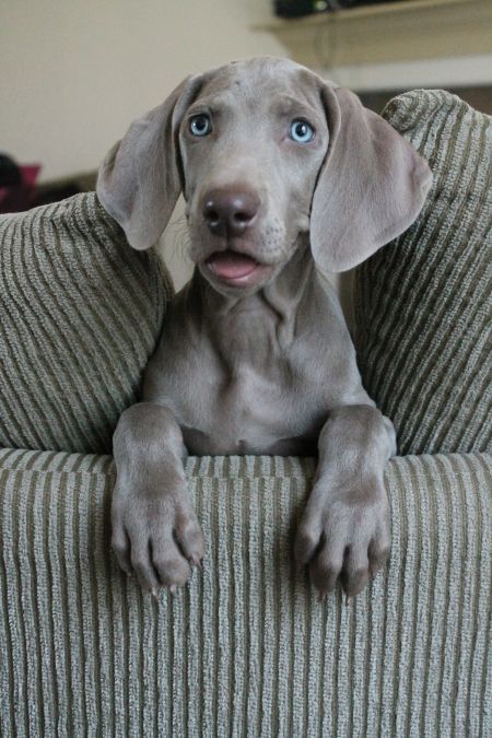 Weimaraner puppies are just terrifying… Weimaraner Funny, Blue Weimaraner, Weimaraner Puppies, Dog Magazine, Weimaraner Dogs, Rhodesian Ridgeback, Modern Dog, Weimaraner, Puppy Pictures