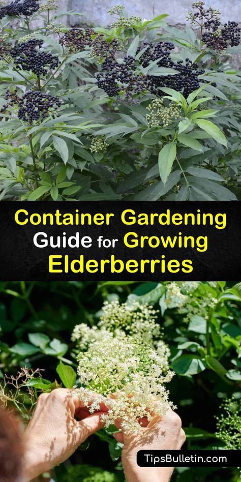 Growing Elderberries In Pots, Growing Elderberry Bushes, Honeyberry Plants, Apartment Homestead, Landscape Planters, Elderberry Growing, Elderberry Tree, Backyard Orchard, Elderberry Plant