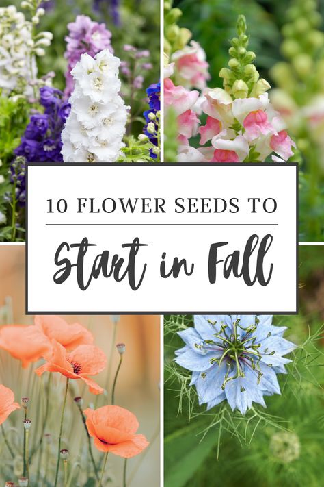 Autumn flower planting, Best flowers for fall, Cold-tolerant blooms, cool flowers, Cool-weather flowers, Early spring flowers, Fall flower care, Fall flower gardening, Fall garden preparation, Fall gardening ideas, Fall Gardening Tips, Fall sowing flowers, Fall-planted flower seeds, Flowers for fall planting, Flowers to plant in autumn, Growing flowers from seeds, Starting a fall garden Easy Starter Plants, Pnw Native Flowers, Flowers To Plant In Fall For Spring, Prettiest Flowers To Plant, Flowers To Grow In Fall, Best Flowers To Plant In Fall, How To Plant Seeds In Garden, Cottage Core Flower Garden, Pictures Of Gardens