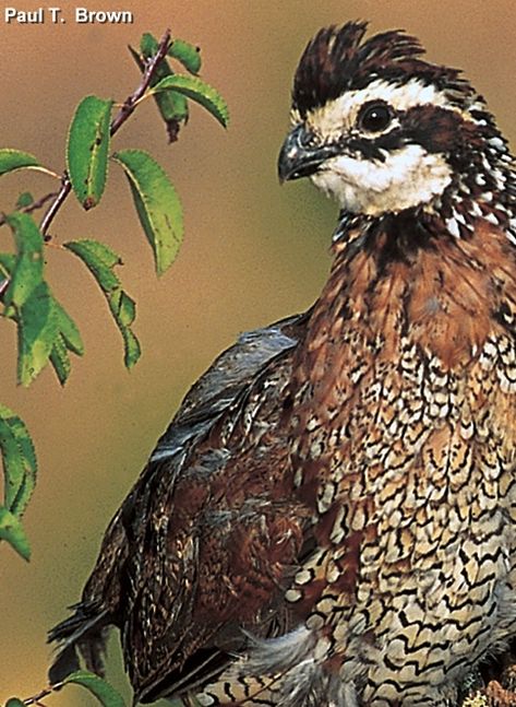 Bob White Quail, Bobwhite Quail, On The Wings Of Love, Brown Bird, State Birds, Bird Hunting, Missouri State, Game Birds, White Bird