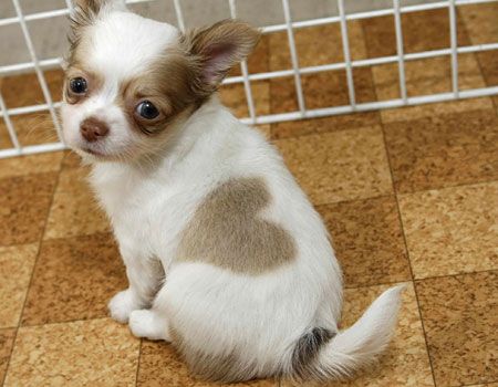 Click photo to enlarge Perfect Heart, Chihuahua Puppy, Love My Dog, Cute Chihuahua, Chihuahua Love, Chihuahua Puppies, Cute Pigs, Puppy Pictures, 귀여운 동물