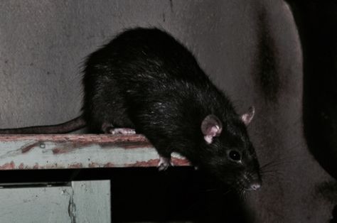 Rattus Rattus, Brown Rat, Black Rat, Rat King, It's Always Sunny In Philadelphia, Cute Rats, A Rat, Mouse Rat, Pet Rats