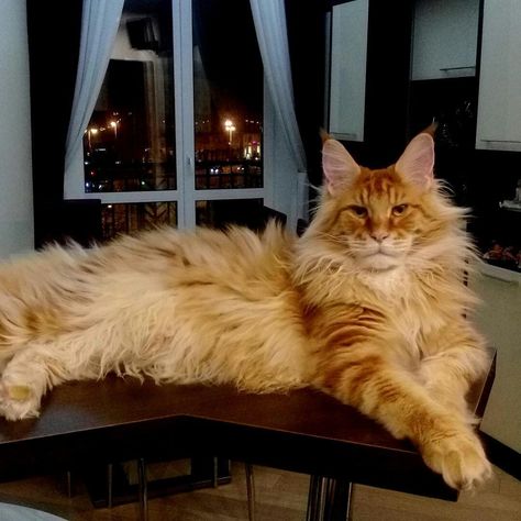 Gonsior Line Mainecoon Cat Orange, Main Coone, Jin Zixuan, Cat Images Hd, Cat Pictures For Kids, Vitamin And Mineral, Cat Orange, Dream's Cat, Image Cat