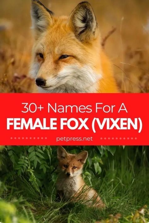 female fox names for naming a pet fox Fox Names, Female Fox, Powerful Names, Unisex Name, Fox Kids, Fennec Fox, Exotic Animals, Pet Fox, Book Names