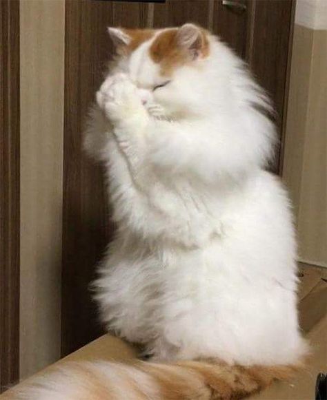 #18 Cats That Are Praying For The Weekend #other animals White Cat, White