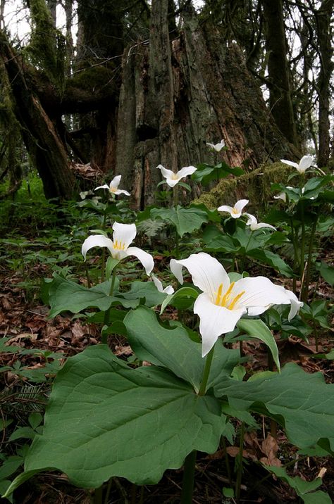 Trillium Flower, Spring Wildflowers, Moon Garden, Woodland Garden, White Gardens, Walk In The Woods, Shade Plants, Shade Garden, Native Plants