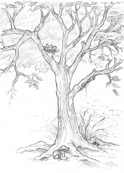 Pictures Of Trees To Draw, Fall Tree Sketch, Oak Trees Drawing, Tree With Birds Drawing, Large Tree Drawing, Easy Drawings Tree, Tree Root Drawing, Fruit Tree Sketch, Nature Study Sketch