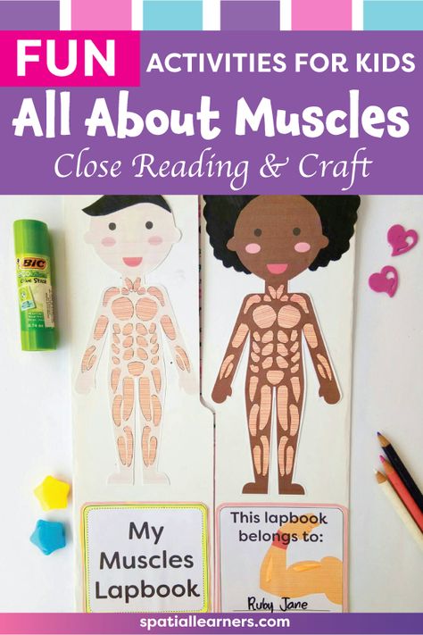 Check out these Muscular System Activities for Kids! This All About Muscles close reading activity is great for your reading corner! The resource includes nonfiction writing, reading comprehension worksheets, graphic organizers, craft activity, and lapbook ideas. They can be used as bell-ringer activity, warm-up activity, or after-school activity. Fun things to do with your first and second grade students! #nonfictionunit #closereading #craft #lapbookideas  #activitiesforkids Preschool Muscles Activity, Muscle Activities For Kids, Muscular System Project, Muscle Activities, Muscular System For Kids, Muscular System Activities, Human Body Systems Projects, Apologia Anatomy, Body Systems Project