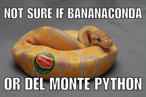 Bananaconda or Del Monte Python? #puns #copywriting Rabbit Cages, Cute Reptiles, Cute Snake, Beautiful Snakes, Ball Python, Funny Birds, Silly Animals, Funny Animal Memes, Funny Animal Pictures