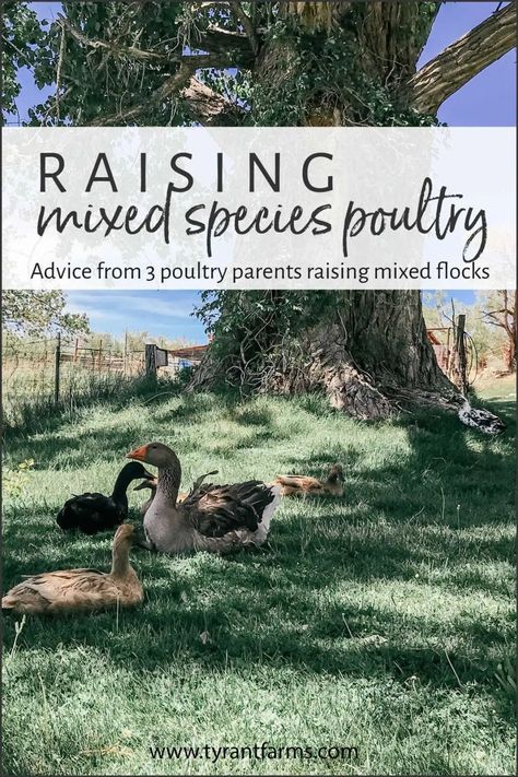 Get advice from three different, experienced poultry parents who successfully raise different species of poultry in their backyard or small farms. Ducks, chickens, geese, turkeys, and guineas! #TyrantFarms #backyardpoultry #backyardducks #raisingturkeys #raisinggeese #raisingchickens #guineafowl Duck And Geese Housing, Geese On The Homestead, Keeping Ducks And Chickens Together, Mixed Flock Coop Ideas, Livestock Pens, 1930s Farmhouse, Keeping Ducks, Homesteading Hacks, Suburban Homesteading