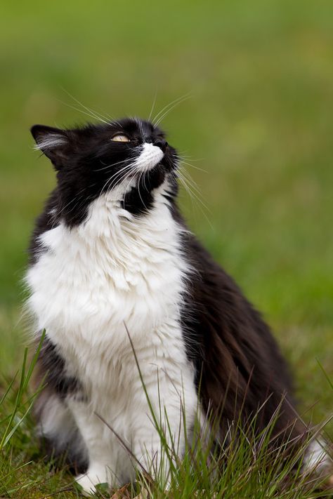 Tuxedo cat looking up - doing a little birdwatching! Cats Looking Up, Cat Looking Up, Cat Portraits Photography, Black And White Calico Cat, Black Cat With White Face, Tuxedo Cat Photography, Black Cat Laying Down, Cat Black And White Photography, Cat Whisperer