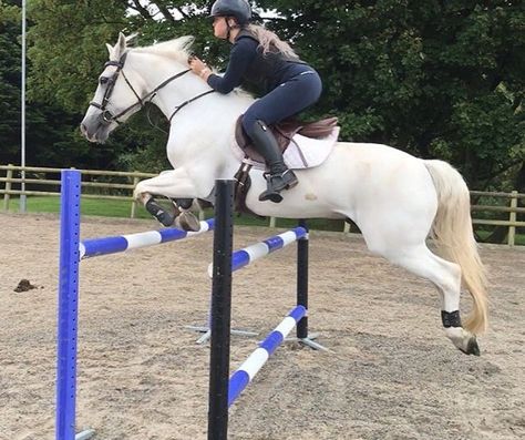 White Horse Jumping, Horse Girl Aesthetic, Sarah Stone, Show Jumper, Horse Riding Aesthetic, Horses Beautiful, Horse Brown, Jumping Horse, Horse Camp