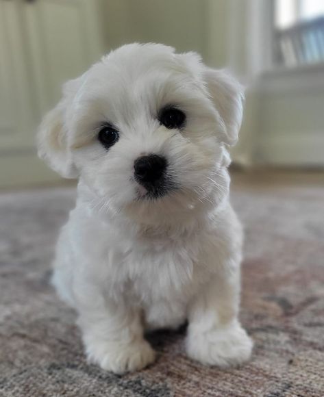 Coton de Tulear Puppies for Sale Near me in USA Cute Puppies For Sale, Coton De Tulear Puppy, Puppies For Sale Near Me, Most Beautiful Dogs, Very Cute Puppies, Coton De Tulear, Text Pictures, Beautiful Dogs, Puppies For Sale