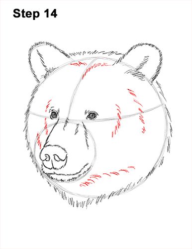 Draw A Panda, Draw A Bear, Bear Face Drawing, Panda Sitting, Bear Sketch, Bear Tracks, Lazy Bear, Panda Head, Bear Decal