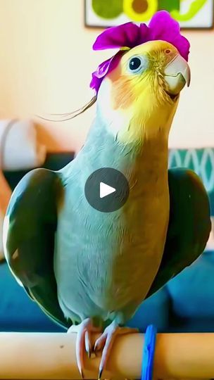 5.9K views · 476 reactions | Beautiful Bird singing 🎶❤️ . . . . #birds #cocktailsofinstagram #smartparrot #cockatiel #parrotsoftiktok #nature #cockatielsoftiktok #pets  #cockatielbird #animallover #birdslove #fypシ #fypviral #reels #reelstrending #asmr #reelsoftheday #reelsfbviral #reelschallenge #reelsfb2024 #reelsviralfb #reelsforyou #funnyvideosdaily #funnymeme #funtimes #funnypets #funnyanimals #funnybirds | Cocktail Happy | Cocktail Happy · Original audio Bird Singing, Singing Birds, Beautiful Bird, Funny Birds, Swans, Beautiful Birds, Cement, Parrot, Funny Animals