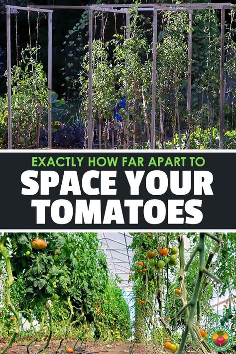 Tomato spacing is a tricky subject, because it depends on the type of tomato you grow and how you're growing it. Learn tomato plant spacing! via @epicgardening Tomato Plant Spacing, Trimming Tomato Plants, Tomato Plants Growing Tips, Tomato Plant Trellis, Hanging Tomato Plants, Tomato Plant Diseases, Tomato Plant Food, Tomatoes Plants Problems, Gardening Tomatoes