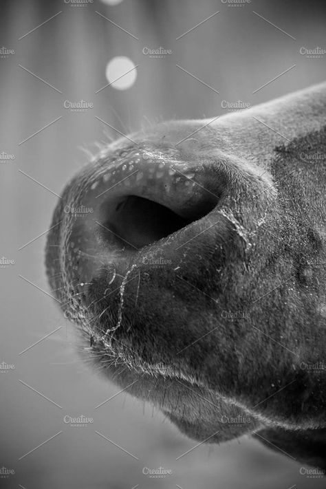 Cow Nose, Wild Animals Photos, Nose Drawing, Wonderful Picture, Designs To Draw, Farm Animals, Animals Wild, Creative Market, Cute Dogs