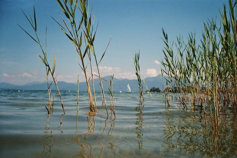 (Nikon L35 AF, Kodak Gold 200) | Peter Moesko | Flickr Nikon L35af, Kodak Gold 200, Kodak Gold, Film Prints, 35mm Film, Film Camera, Self Portrait, Film Photography, Nikon