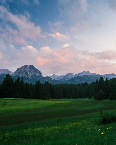 X Meadow Wallpaper Iphone, Meadow Wallpaper, 숲 사진, Grass Landscape, Grass Background, Mountain Images, Iphone11 Pro, Floral Wallpaper Iphone, Tree Images