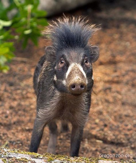 The Visayan warty pig is a critically endangered species Regard Animal, Interesting Animals, Extinct Animals, Unusual Animals, Rare Animals, Human Activity, Endangered Animals, Animal Facts, Amazing Facts